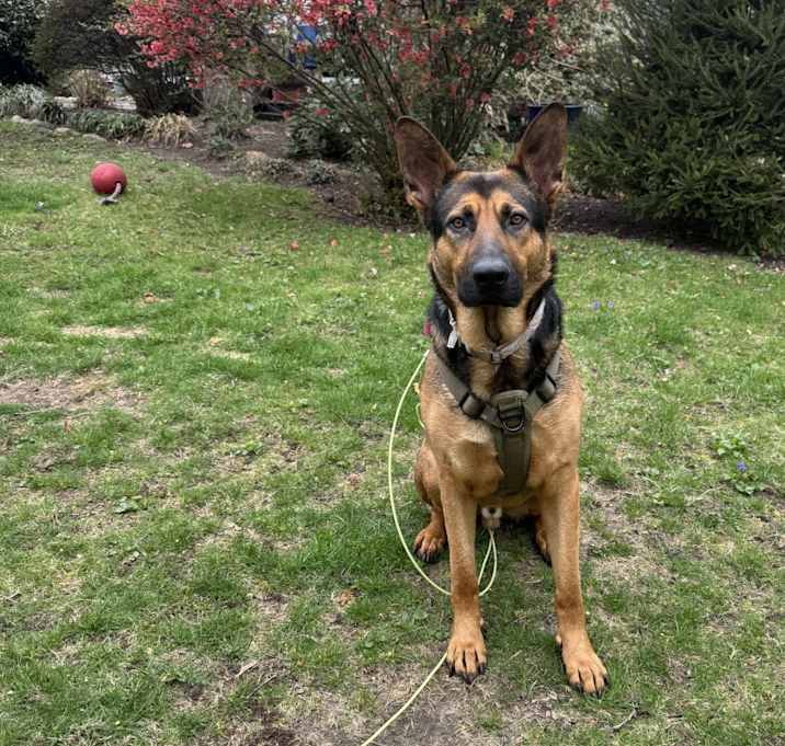 Photo of Apollo