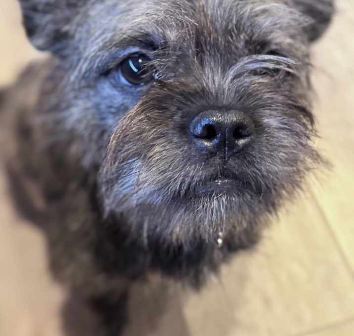 Photo of Leia