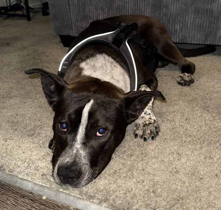 Photo of Rocko