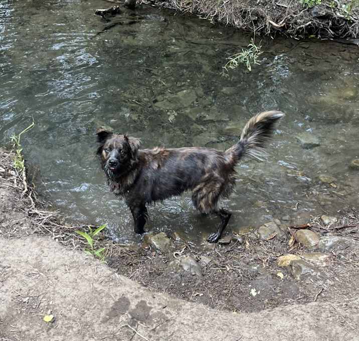 Photo of Juno
