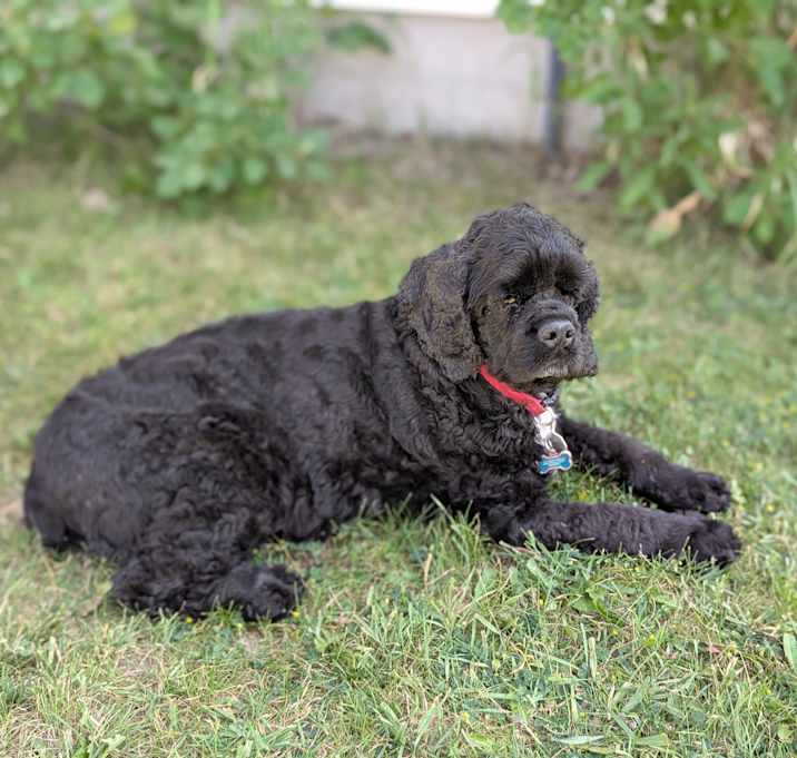 Photo of Bo