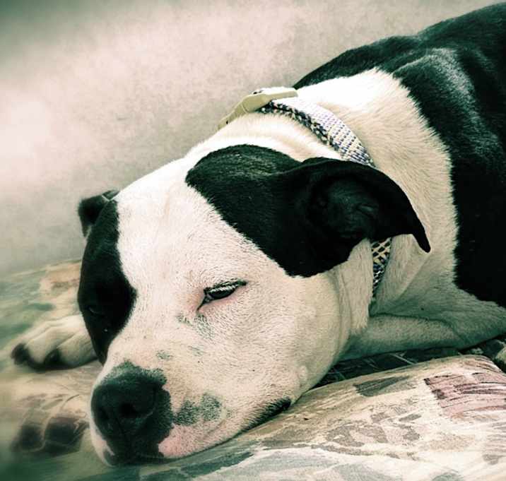 Photo of Lucy