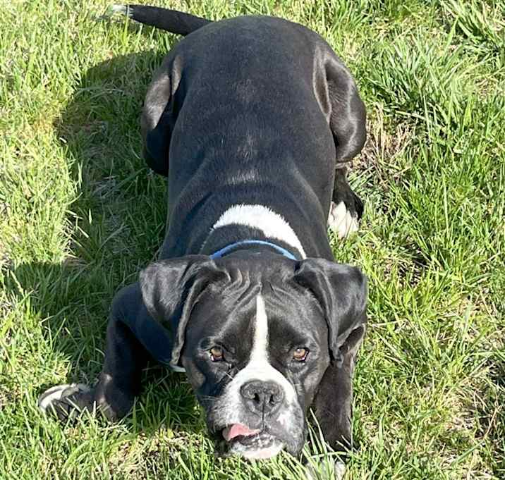 Photo of Bandit