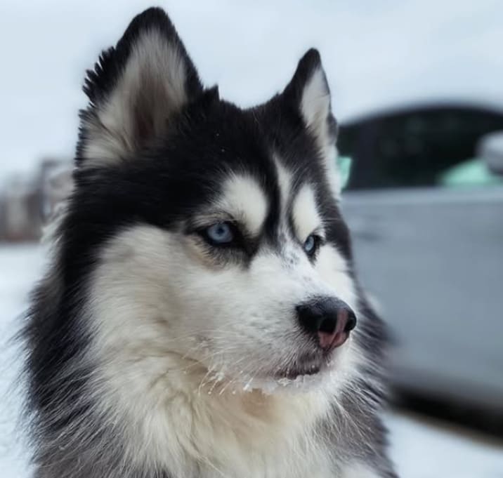 Photo of Luna