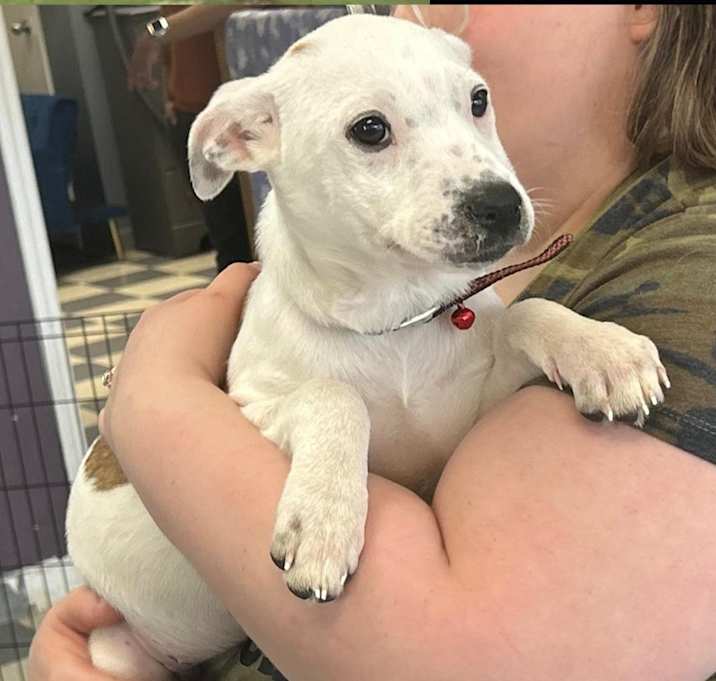 Photo of DAFFODIL in NY to meet & greet