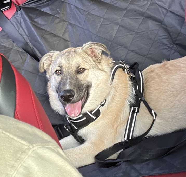 Photo of Raider
