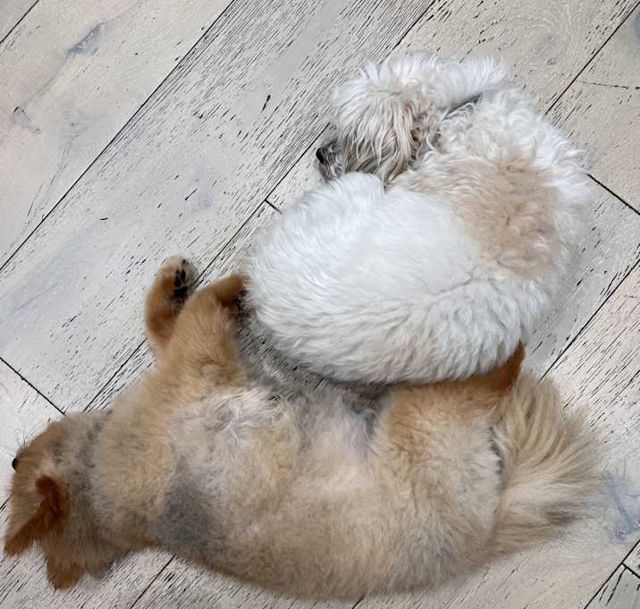 Photo of Paris and Louis