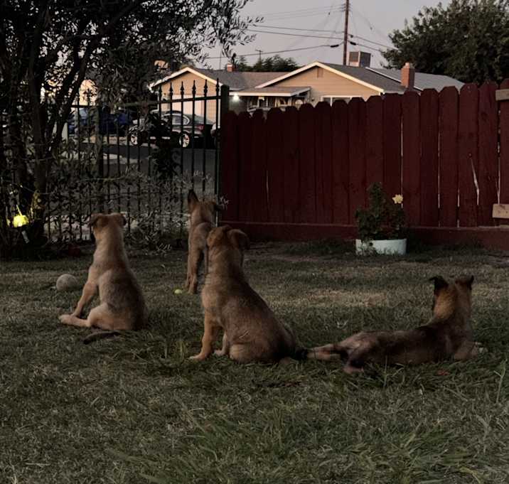 Photo of Wera, Celosa, Dante