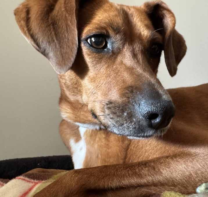 Photo of Dottie