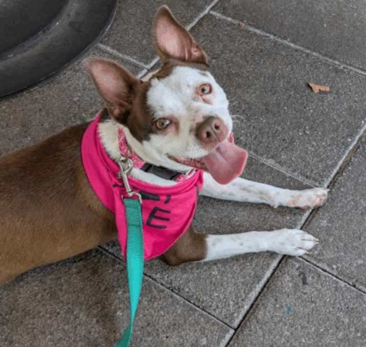 Photo of Gidget