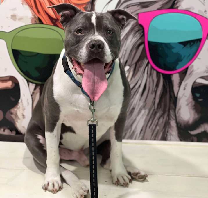 Photo of Baloo
