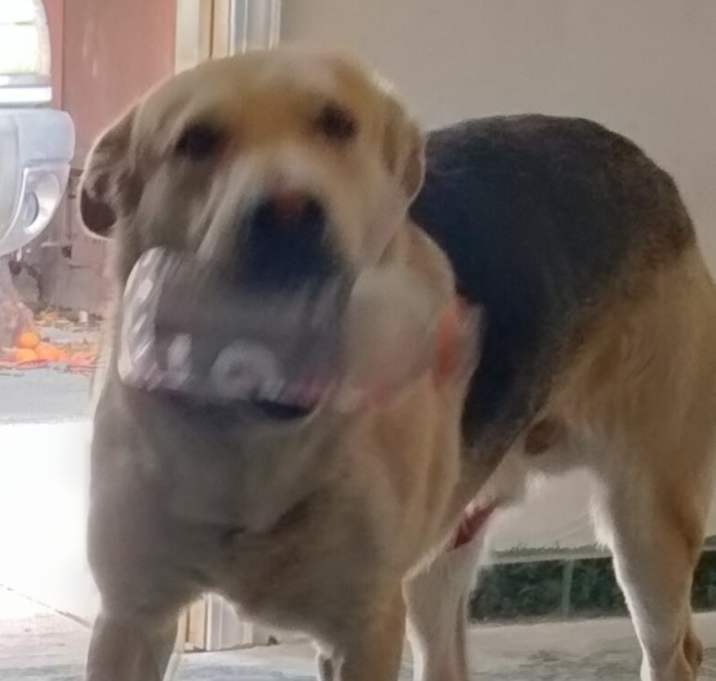 Photo of Chato