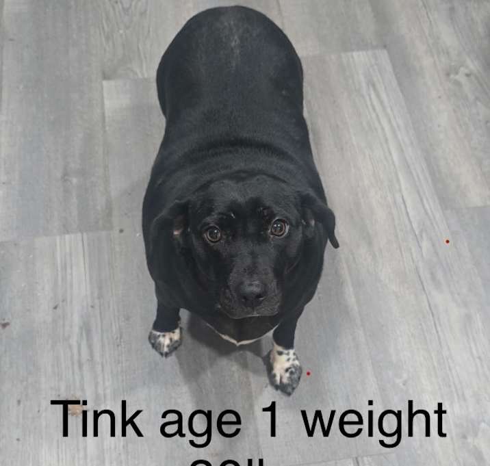 Photo of Tink
