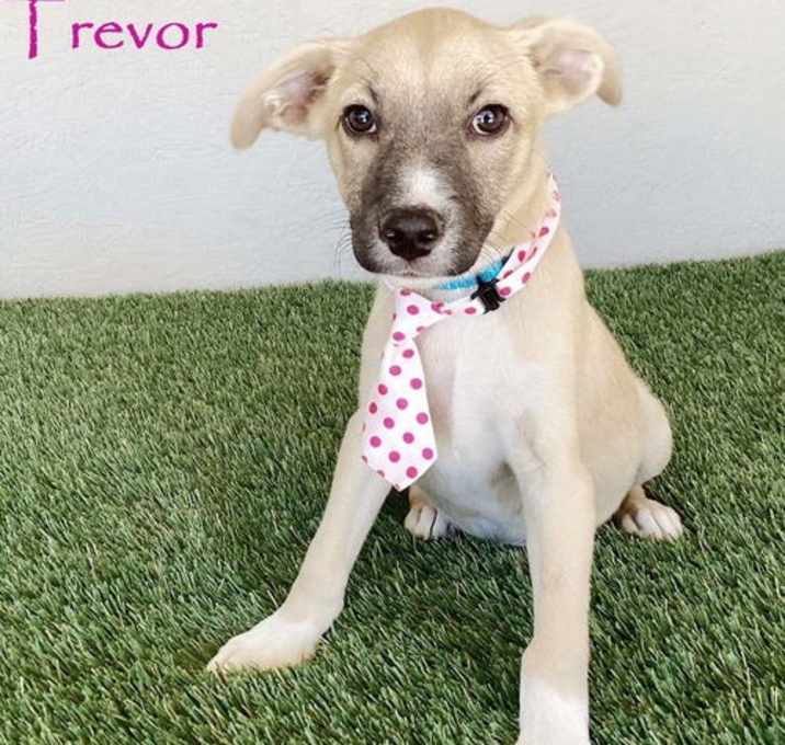 Photo of Trevor