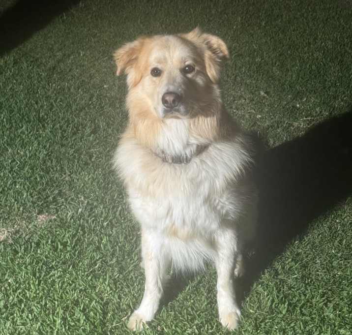 Photo of Koda