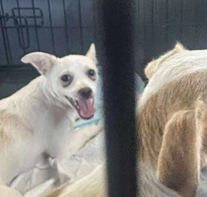 Photo of Milo