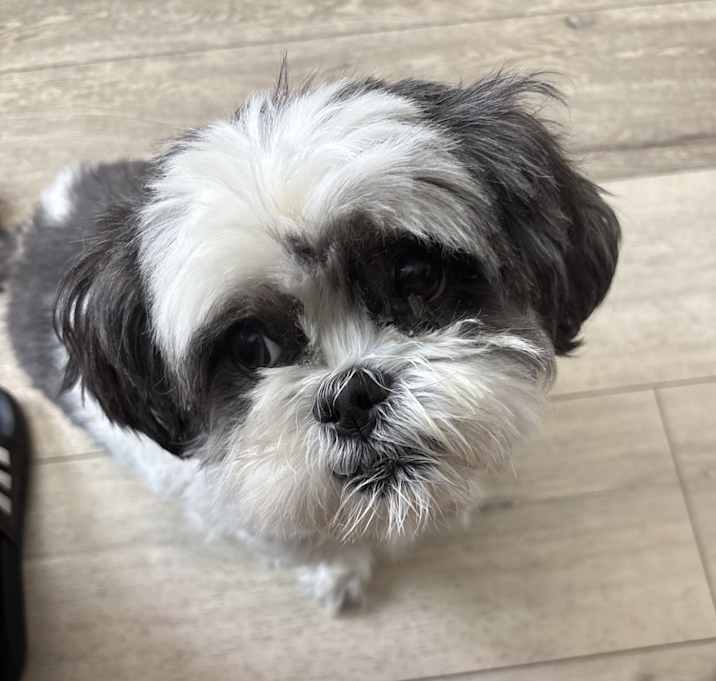 Photo of Mochi