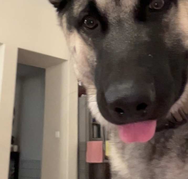 Photo of Ace