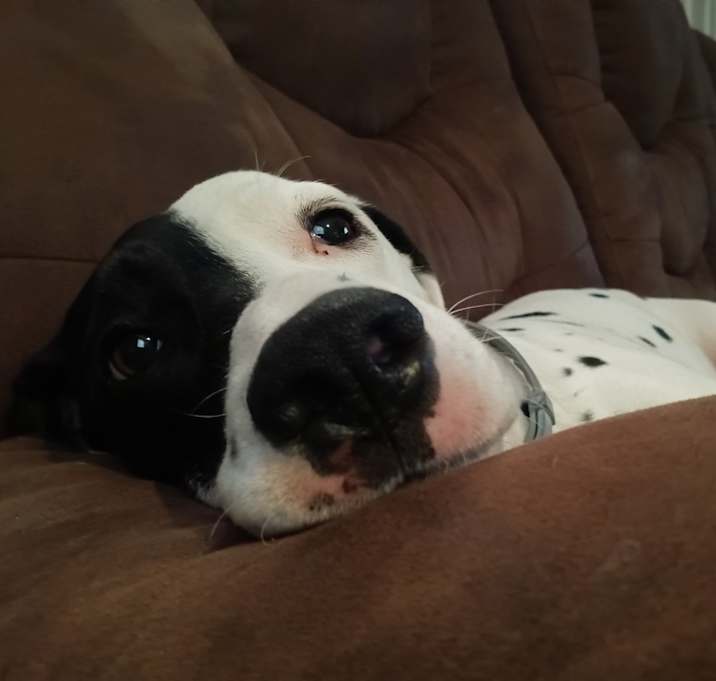 Photo of Milo