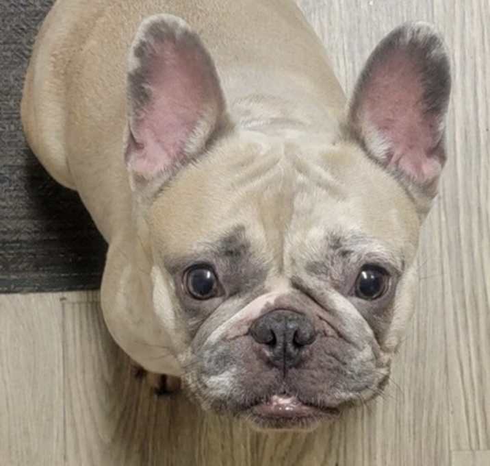 Photo of Tangie