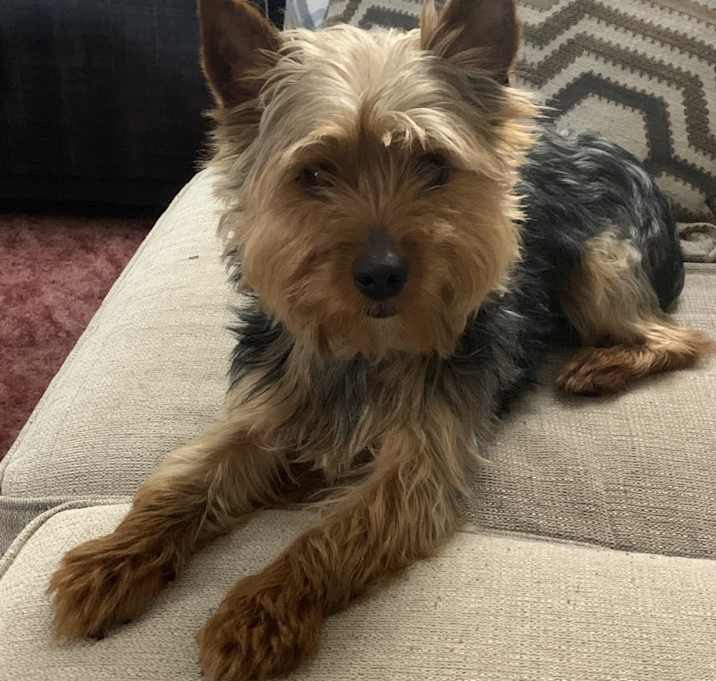Photo of Rusty