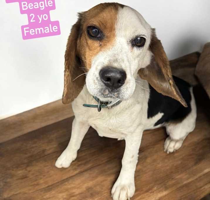 Photo of Betty Beauty Beagle