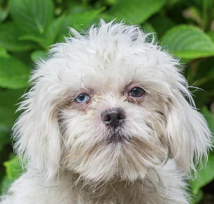 Photo of ST Sadie Apricot