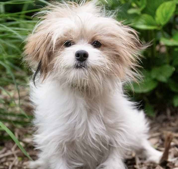 Photo of Shih Pom Shane