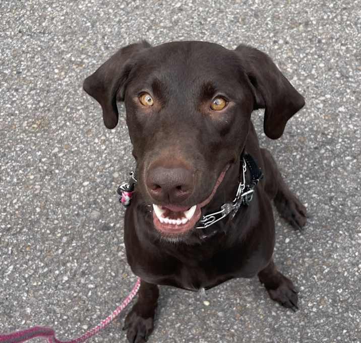 Photo of Shadow
