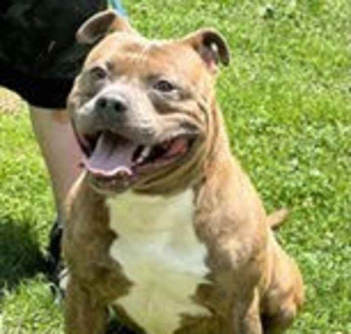 Photo of Draco