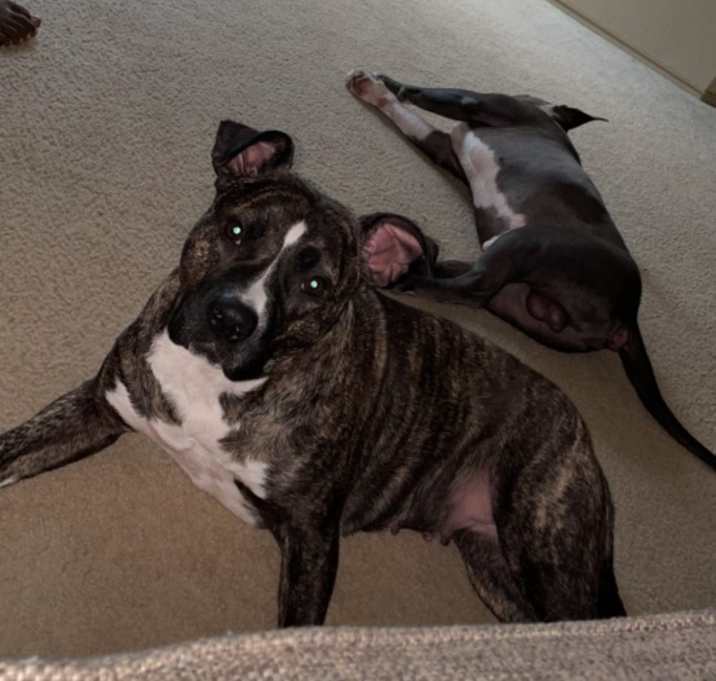 Photo of Lola