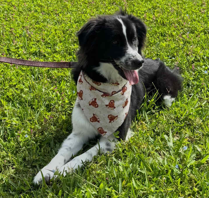 Photo of Bandit