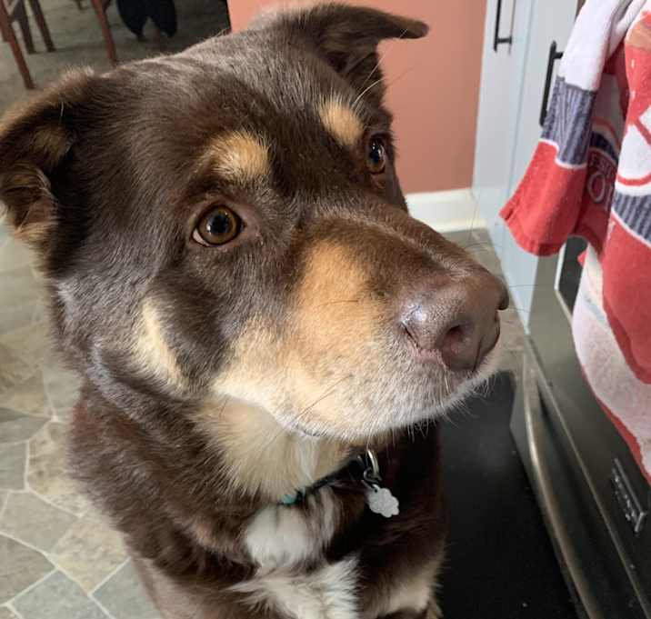 Photo of Rocky