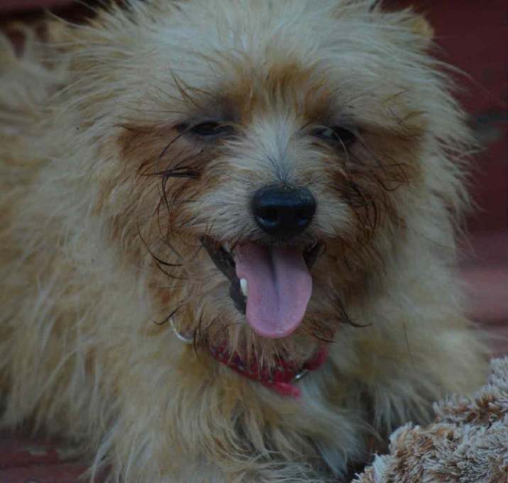 Photo of Chester