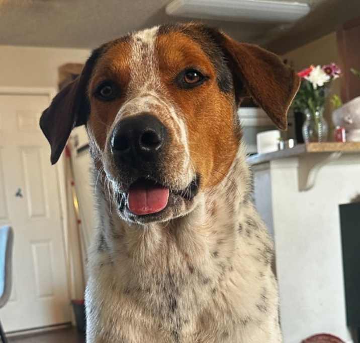 Photo of Scooter