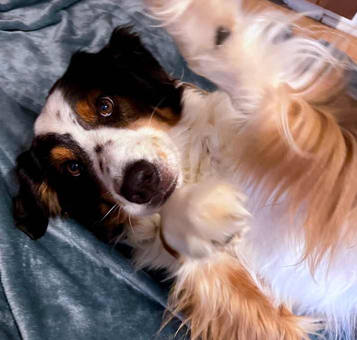 Photo of Maxwell