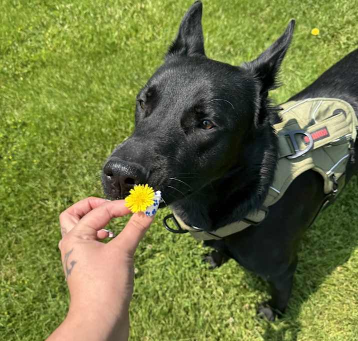 Photo of Pepper