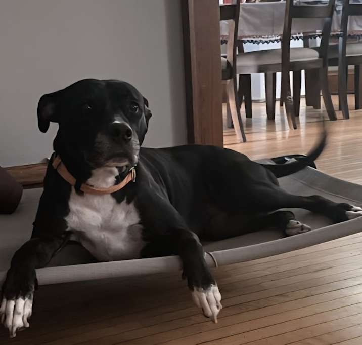 Photo of Luna