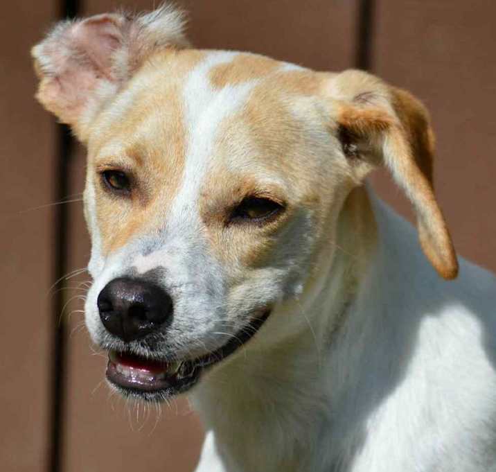 Photo of Trigger