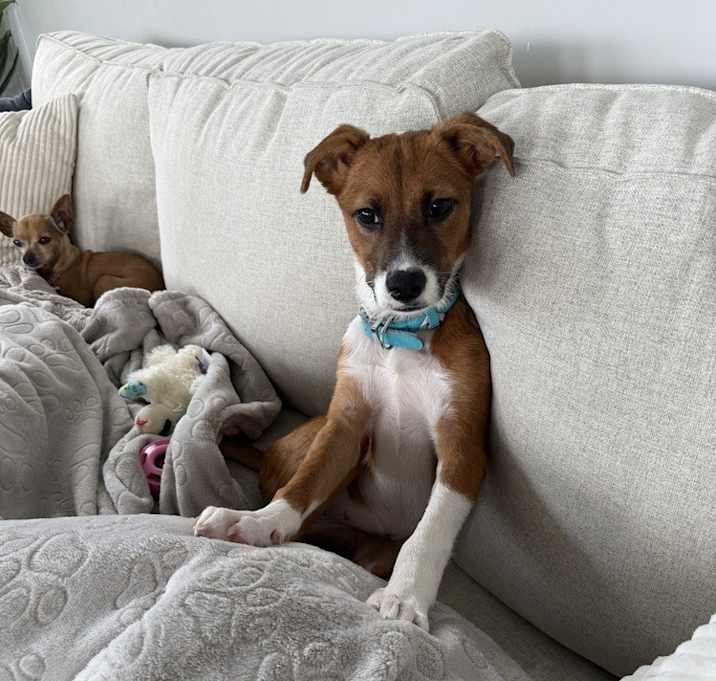 Photo of Pup Winnie