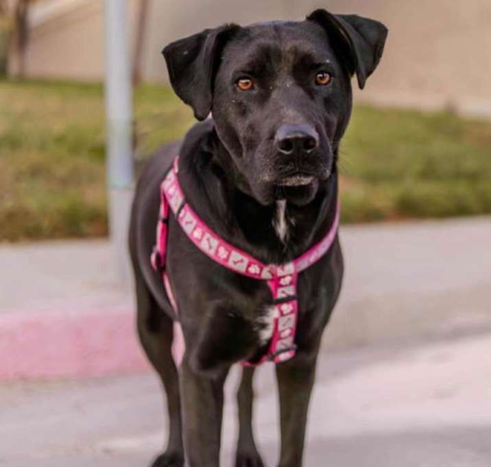 Photo of Bella