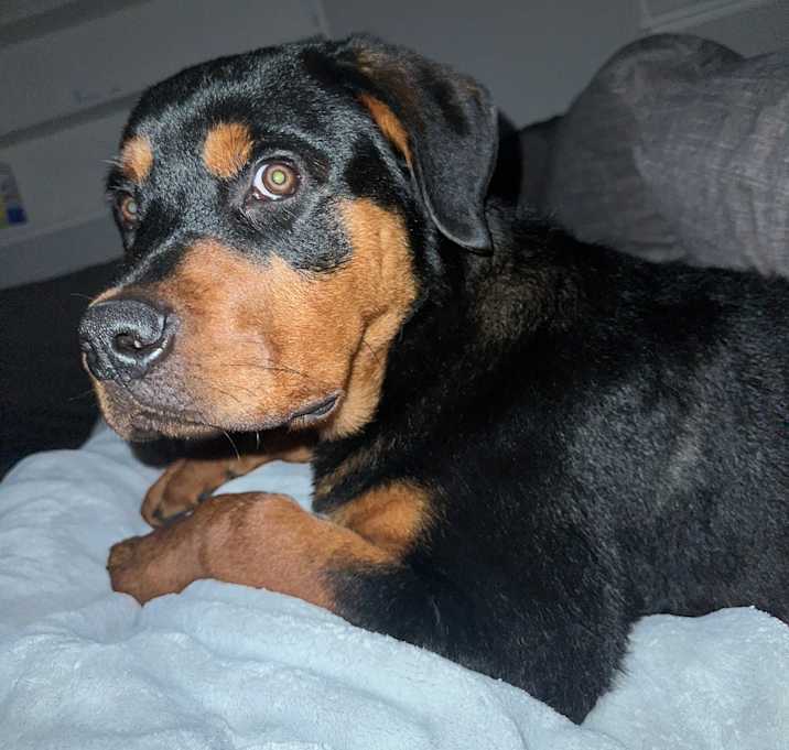 Photo of Chapo