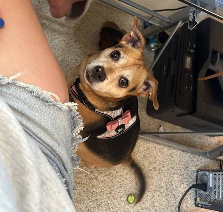 Photo of Callie