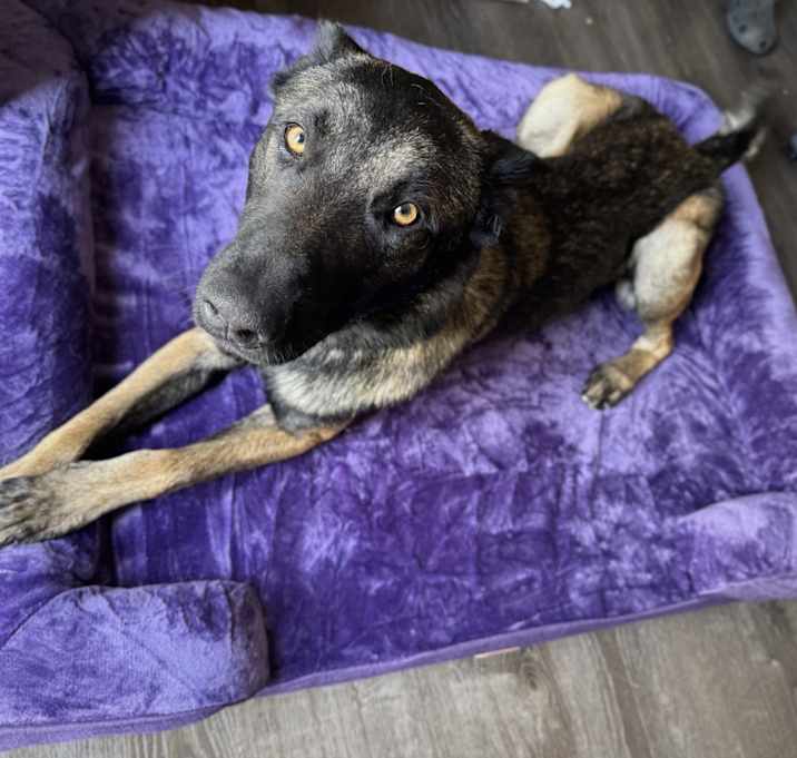 Photo of Buddy