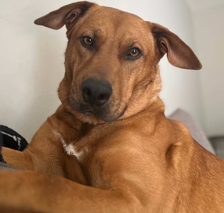 Photo of Mr. Bear in the Big Blue House @ Foster
