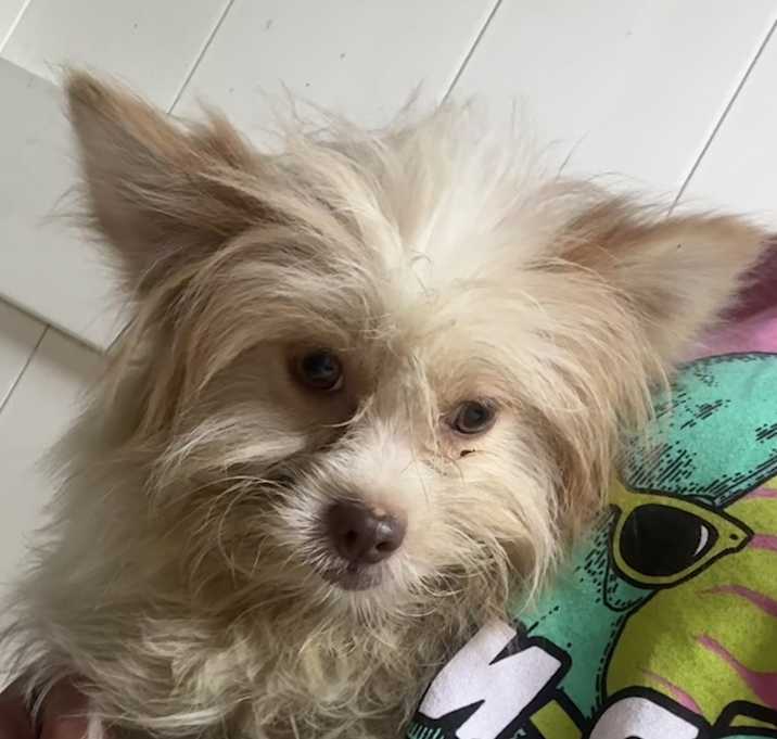 Photo of Shih Pom Shiloh