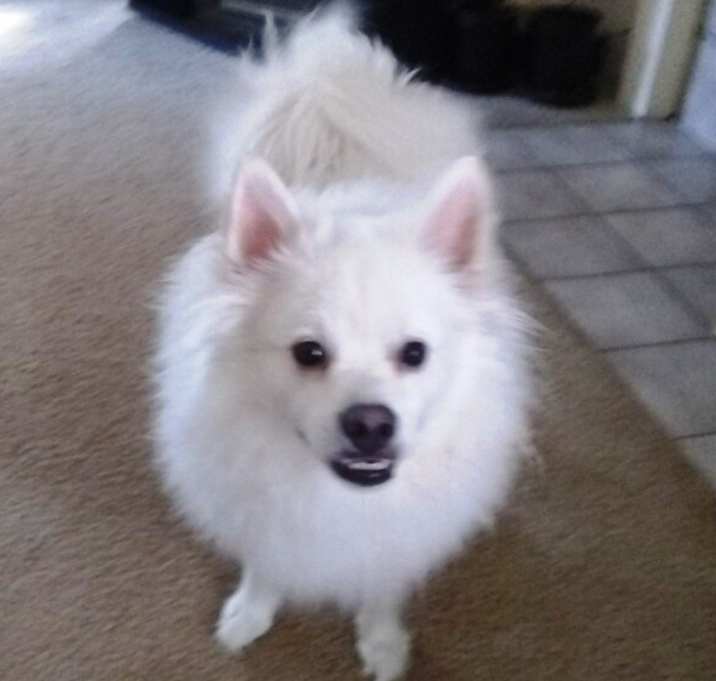 Photo of Toby