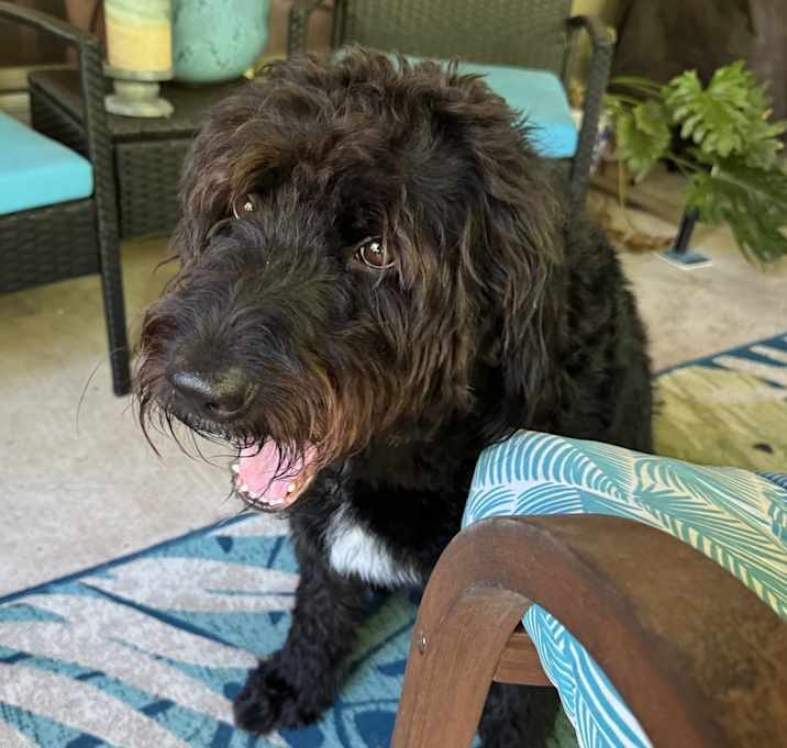 Photo of Kali