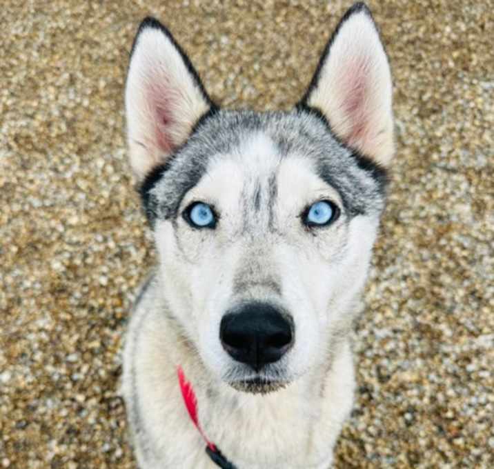 Photo of Mabel