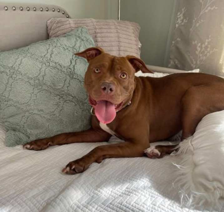 Photo of Chickie VI (foster)